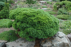 Curtis Dwarf White Pine (Pinus strobus 'Curtis Dwarf') at A Very Successful Garden Center