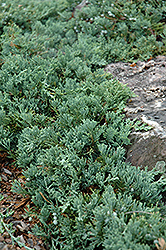 Blue Rug Juniper (Juniperus horizontalis 'Wiltonii') at A Very Successful Garden Center