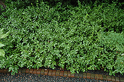 Sarcoxie Wintercreeper (Euonymus fortunei 'Sarcoxie') at A Very Successful Garden Center
