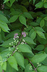 Japanese Beautyberry (Callicarpa japonica) at Stonegate Gardens