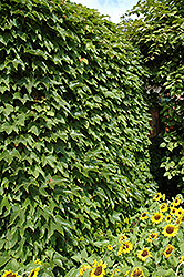 Boston Ivy (Parthenocissus tricuspidata) at Stonegate Gardens