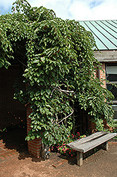 Geneva Hardy Kiwi (Actinidia arguta 'Geneva') at A Very Successful Garden Center