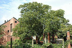 Weschcke Black Walnut (Juglans nigra 'Weschcke') at Stonegate Gardens
