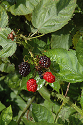 Illini Hardy Blackberry (Rubus 'Illini Hardy') at A Very Successful Garden Center