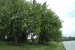 Goldcot Apricot (Prunus armeniaca 'Goldcot') at Lakeshore Garden Centres