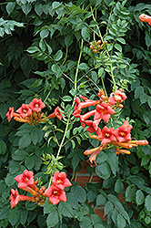 Ursynow Trumpetvine (Campsis radicans 'Ursynow') at A Very Successful Garden Center