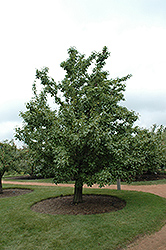 20th Century Pear (Pyrus pyrifolia 'Nijisseiki') at Stonegate Gardens