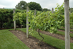 Marechal Foch Grape (Vitis 'Marechal Foch') at A Very Successful Garden Center