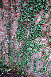 Low's Boston Ivy (Parthenocissus tricuspidata 'Lowii') at Lakeshore Garden Centres