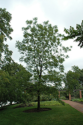 Riverside Pecan (Carya illinoinensis 'Riverside') at A Very Successful Garden Center
