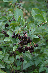 Black Chokeberry (Aronia melanocarpa var. elata) at A Very Successful Garden Center
