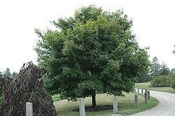 Emerald Lustre Norway Maple (Acer platanoides 'Emerald Lustre') at Lakeshore Garden Centres