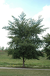 Szechaun Elm (Ulmus szechuanica) at Stonegate Gardens