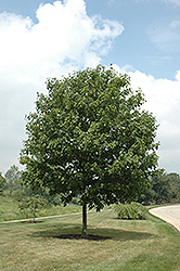 Green Column Black Maple (Acer nigrum 'Green Column') at Stonegate Gardens