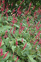 Fire Tail Fleeceflower (Persicaria amplexicaulis 'Fire Tail') at A Very Successful Garden Center