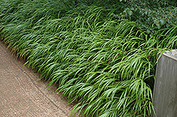 Japanese Woodland Grass (Hakonechloa macra) at A Very Successful Garden Center