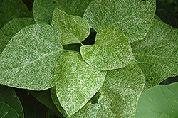 Speckled-Leaf Catalpa (Catalpa speciosa 'Pulverulenta') at A Very Successful Garden Center