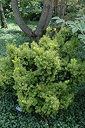 Dwarf Bright Gold Yew (Taxus cuspidata 'Dwarf Bright Gold') at A Very Successful Garden Center