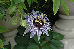 Blue Bouquet Passion Flower (Passiflora 'Blue Bouquet') at A Very Successful Garden Center