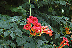 Minnesota Red Trumpetvine (Campsis radicans 'Minnesota Red') at A Very Successful Garden Center