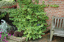 Sarcoxie Wintercreeper (Euonymus fortunei 'Sarcoxie') at Stonegate Gardens