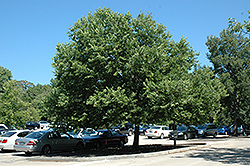 Chicagoland Hackberry (Celtis occidentalis 'Chicagoland') at A Very Successful Garden Center