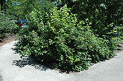 Chicago Lustre Viburnum (Viburnum dentatum 'Synnesvedt') at Stonegate Gardens