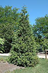 Atrovirens Arborvitae (Thuja plicata 'Atrovirens') at Stonegate Gardens