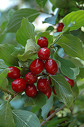 Cornelian Cherry Dogwood (Cornus mas) at A Very Successful Garden Center