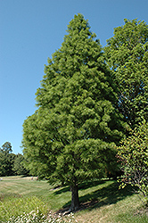 Pond Cypress (Taxodium distichum 'var. nutans') at A Very Successful Garden Center