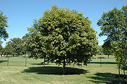 Majesty Sugar Maple (Acer saccharum 'Flax Mill Majesty') at Lakeshore Garden Centres