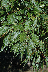 Cutleaf Common Alder (Alnus glutinosa 'Laciniata') at Lakeshore Garden Centres