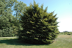 Cutleaf Beech (Fagus sylvatica 'Asplenifolia') at Stonegate Gardens