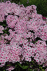 Pinky Hill Garden Phlox (Phlox paniculata 'Pinky Hill') at A Very Successful Garden Center