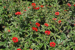 Gibson's Scarlet Cinquefoil (Potentilla nepalensis 'Gibson's Scarlet') at Stonegate Gardens