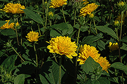 Soleil d'Or Sunflower (Helianthus decapetalus 'Soleil d'Or') at Stonegate Gardens