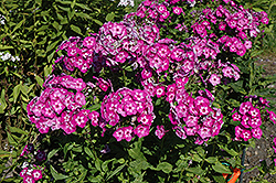 Uspech Garden Phlox (Phlox paniculata 'Uspech') at A Very Successful Garden Center