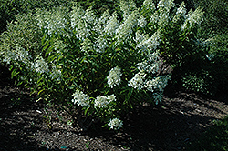 White Caps Hydrangea (Hydrangea paniculata 'Dolly') at Stonegate Gardens