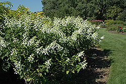 White Lady Hydrangea (Hydrangea paniculata 'White Lady') at A Very Successful Garden Center
