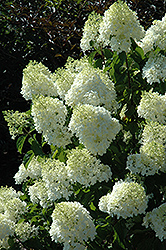 Silver Dollar Hydrangea (Hydrangea paniculata 'Silver Dollar') at A Very Successful Garden Center