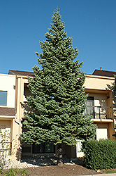 White Fir (Abies concolor) at Stonegate Gardens