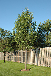 Sparticus White Ash (Fraxinus americana 'Sparticus') at A Very Successful Garden Center