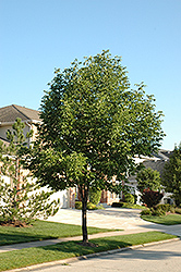 Windy City White Ash (Fraxinus americana 'Windy City') at Stonegate Gardens