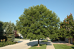 Marshall's Seedless Green Ash (Fraxinus pennsylvanica 'Marshall's Seedless') at A Very Successful Garden Center