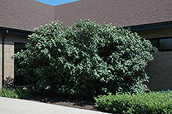 Wayfaring Tree (Viburnum lantana) at A Very Successful Garden Center