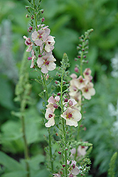 Apricot Sunset Mullein (Verbascum 'Apricot Sunset') at A Very Successful Garden Center
