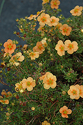 Orange Whisper Potentilla (Potentilla fruticosa 'Orange Whisper') at A Very Successful Garden Center