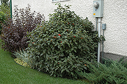 Mohican Viburnum (Viburnum lantana 'Mohican') at A Very Successful Garden Center