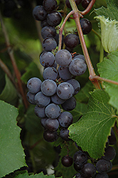 Minnesota 78 Grape (Vitis 'Minnesota 78') at A Very Successful Garden Center