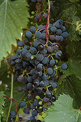 Frontenac Grape (Vitis 'Frontenac') at Lakeshore Garden Centres